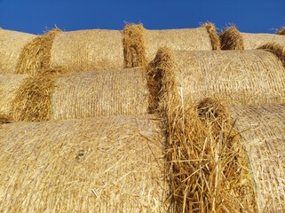 pile of round straw bales lying in the field