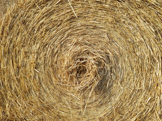 pile of round straw bales lying in the field