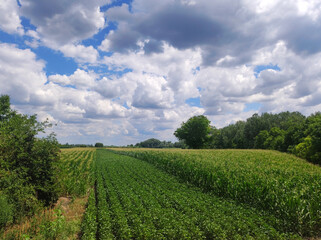 Fototapeta na wymiar green soya bean and corn field with blue sky and white clouds