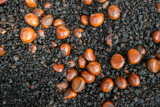 View of roast chestnut in big pan.
