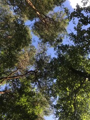 Trees background sky 