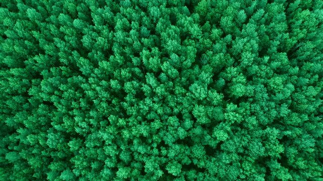 A bird's-eye view of the green crowns of trees. A view rushing into the green infinity of the wild.