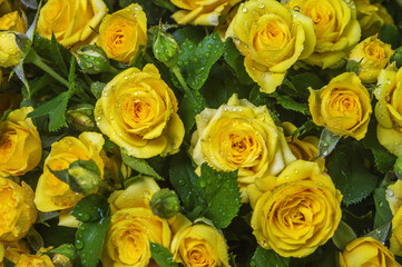 Background of yellow rose flowers close-up