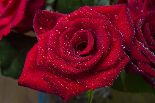 Red rose flover covered with water drops close-up