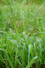 selective focus of thatch grass in tropical nature