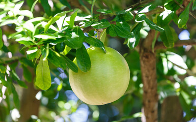 fruit of calabash tree or bottle gourd