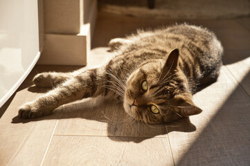 Domestic tabby grey cat lies on the wooden floor indoors in morning sun rays.