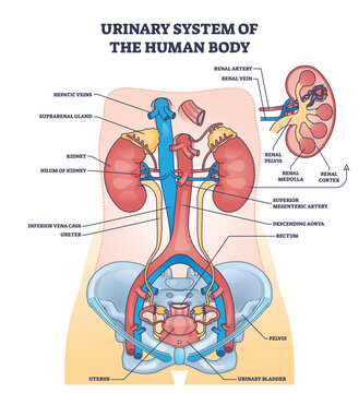 Urinary system of human body with inner organs anatomy outline diagram. Labeled educational scheme with kidney location and blood circulation using renal artery, aorta and veins vector illustration.