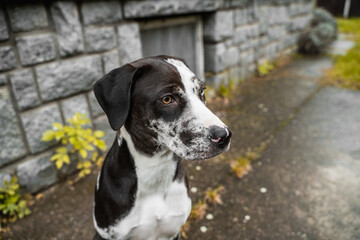 Portrait of the catahoula dog