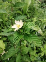 Fototapeta premium white flower in the garden