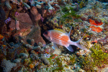 A Longspine Squirrelfish (Holocentrus rufus) in Cozumel, Mexico