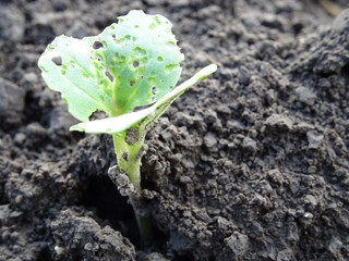 Cruciferous fleas on plants, loss of rapeseed crop