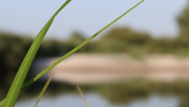 A blade of grass on the bank of a river. Behind it, a river flows in the background, out of focus. Green vegetation on the shore. The Pripyat River in southern Belarus.