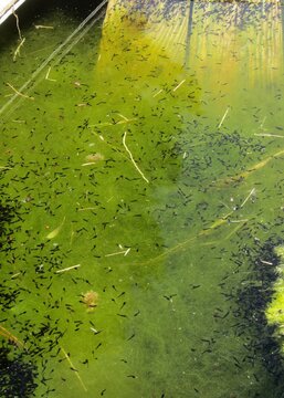 tadpoles in geen pond