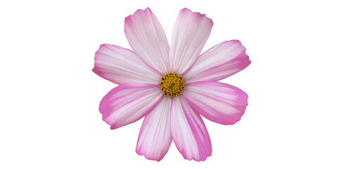 Isolated one pink cosmos flower blooming