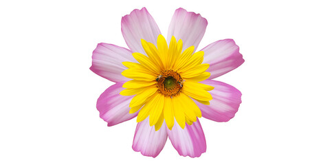 Isolated pink, yellow, cosmos flowers