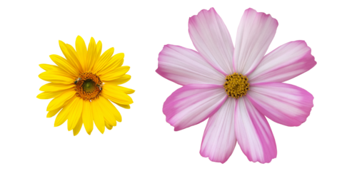 Isolated yellow, pink, cosmos flowers