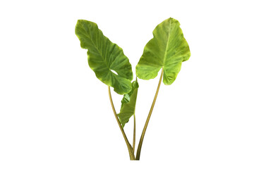 Isolated tropical alocasia caladium or elephant ear leaf.