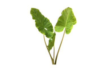 Isolated tropical alocasia caladium or elephant ear leaf.