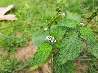 Heliotropium indicum plants. It is an annual hirsute plant. It's other name Indian heliotrope and  Indian turnsole. This is a common weed in waste places and settled areas. It is widely used in native