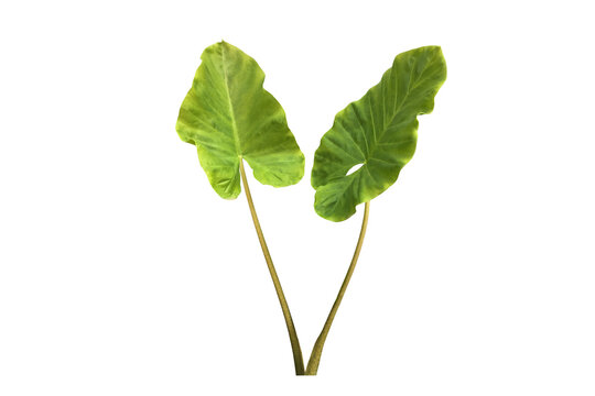 Isolated tropical alocasia caladium or elephant ear leaf.