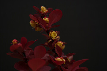 Branches of red barberry with yellow flowers close up on a dark background. Selective focus....