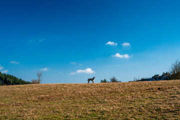 Fototapeta premium Dog standing on the horizon in sunny autumn day