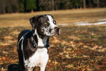 Portrait of the catahoula dog