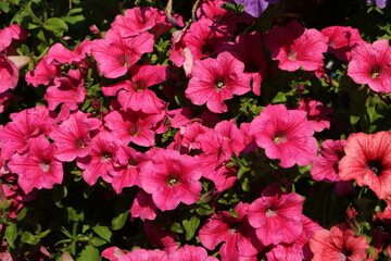 Pink, purple flowers of surfinia (ampelous petunia). Summer flowers. Floral postcard with pink surfinia. Garden, seasonal gardening. Purple surfinia blossom. Pink bloom of surfinia