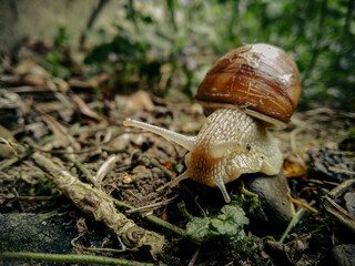 Snail among grass and stones