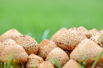 Hongos, especies, macro, negro, comestible, comida, verde, naturaleza