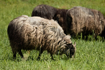 Sheep in the pasture. The animals that produce wool on their bodies walk in the green meadow and eat grass. The time for shearing the sheep is approaching