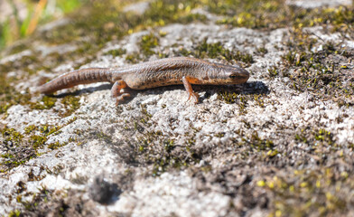 A beautiful brown lizard basks in the sun. Lies on a gray stone