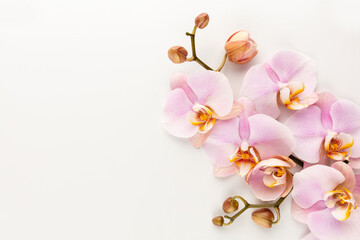 Obraz na płótnie Canvas Pink orchid theme objects on pastel background.