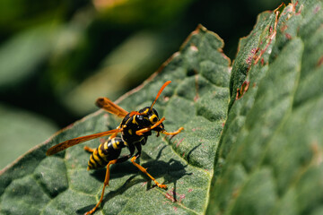 Wasp getting ready to take off