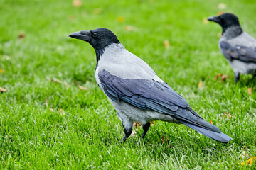 cuervo, ave, de costado