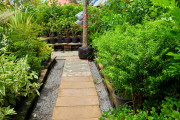 Pavement in the garden with green tree