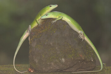 Two emerald tree skinks are sunbathing before starting their daily activities. This bright green...