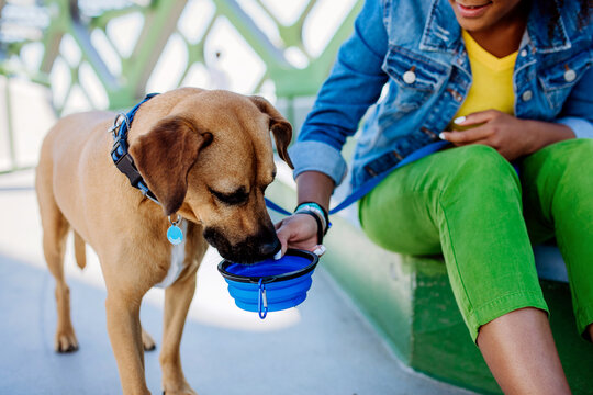 Close up of girl giving bowl of water to her dog during hot summer day, outdoor in the city bridge.