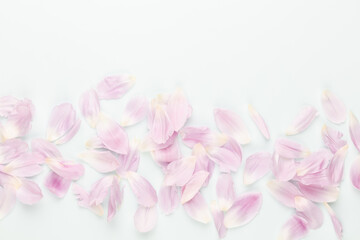 Naklejka na ściany i meble Pink tulip petals on pastel background.