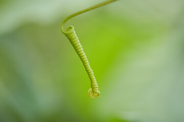 zarcillo, vida, vid, naturaleza, macro, verde
