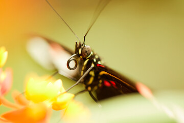 Mariposa, mariposas, variedad, naturaleza, belleza, lindo, beldad, simbolismo, crias, larva,...