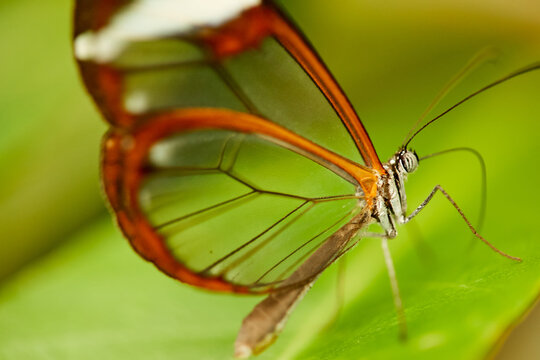 Mariposa, mariposas, variedad, naturaleza, belleza, lindo, beldad, simbolismo, crias, larva, mariposario
