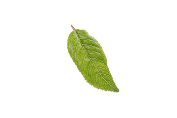 Obraz premium Cherry leaf isolated on a white background. Isolated leaf of cherry with clipping path.