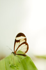Mariposa, mariposas, variedad, naturaleza, belleza, lindo, beldad, simbolismo, crias, larva,...