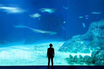 acuario, grande, gigante, mirador, belleza, contemplación, paz, tranquilidad, agua, azul, marino, visita, personas