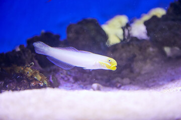 Pez, peces, acuario, tropical, colores, exótico