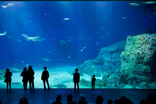 acuario, grande, gigante, mirador, belleza, contemplación, paz, tranquilidad, agua, azul, marino, visita, personas