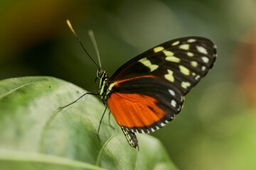 Fototapeta na wymiar Mariposa, mariposas, variedad, naturaleza, belleza, lindo, beldad, simbolismo, crias, larva, mariposario