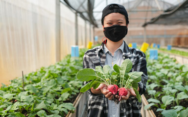 A young Asian farmer is holding an organic fresh red radish in a greenhouse. Woman growing her Eco...